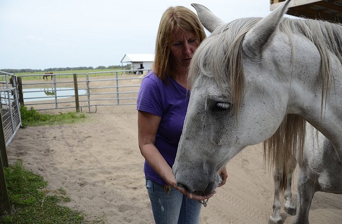 Patriota, an Ibero-American gelding, was Robin Cain's first rescue.