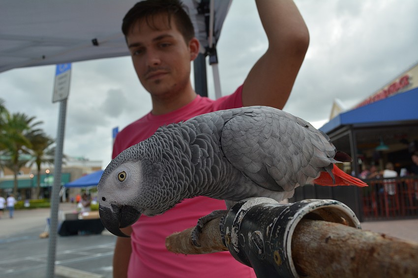 Fortune, an African Grey parrot from Sarasota Jungle Gardens, was on hand to pose for photos and help raise funds for the cause. His handler, Matt Myers, greets guests.