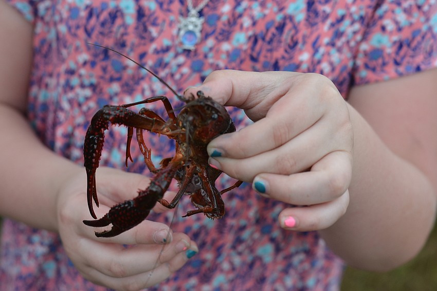 Sookie the crawfish.