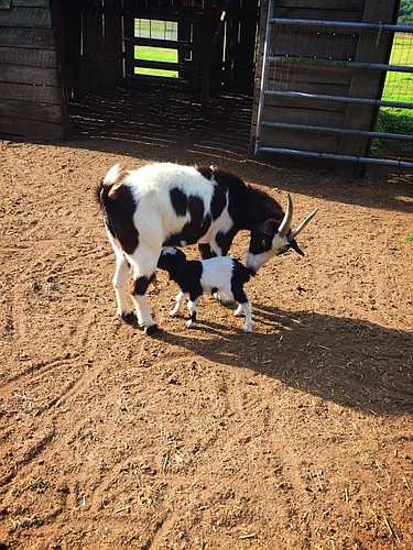 CONTRIBUTED Hunsader Farms welcomed a new addition to its animal family March 30.