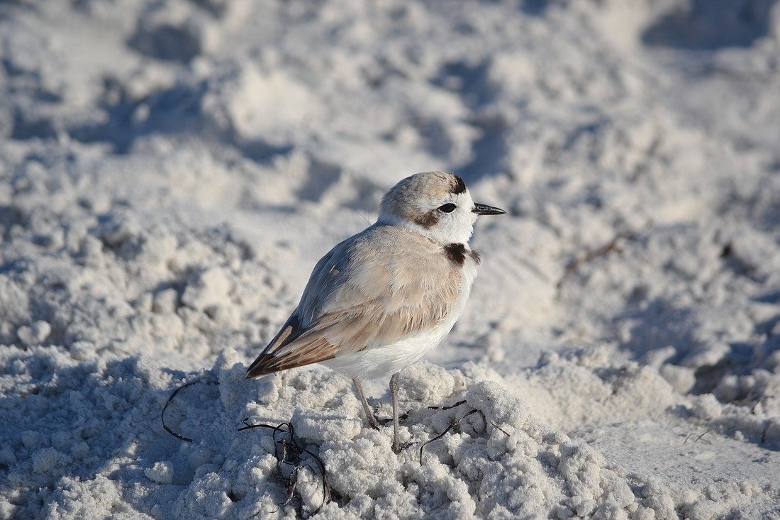 A male snowy plover has darker markings on his neck, collar and forehead.
