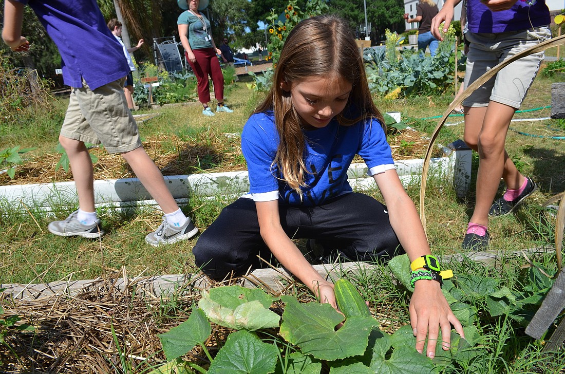 Amelia Malkin picks a cucumber from the Goldie Feldman Academy Garden.