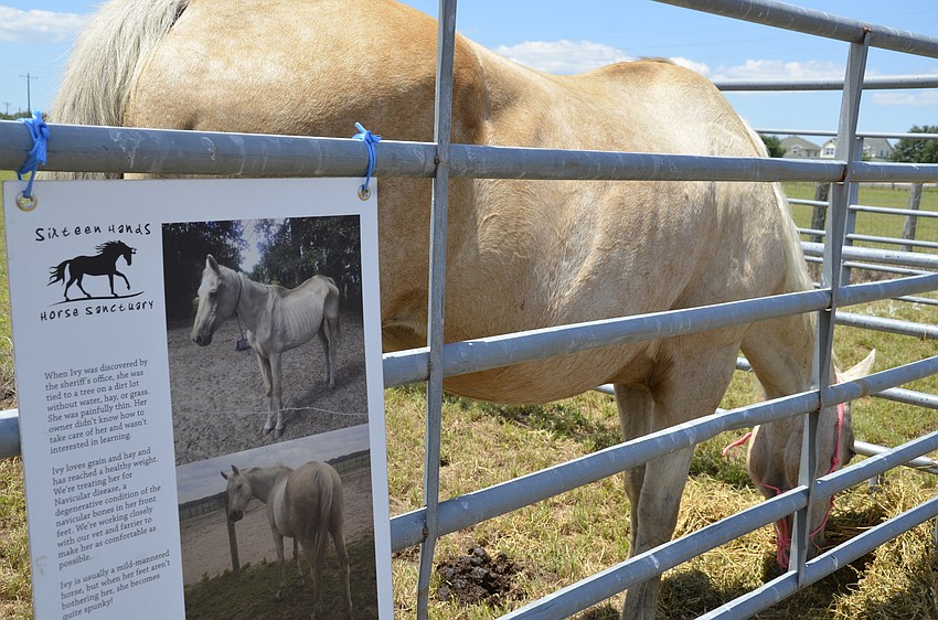 Ivy is a success story for Sixteen Hands. The mare was found tied up to a tree with no food or water and desperately malnourished. With care at the sanctuary, she's back to a health weight and a happy horse.