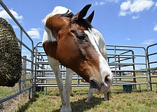 Prima the paint watched the camera curiously.