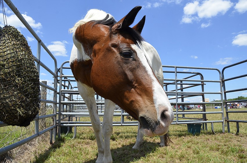 Prima the paint watched the camera curiously.