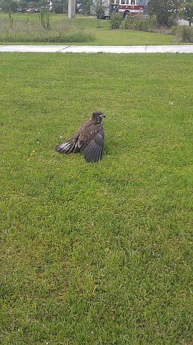 The female juvenile bald eagle has a broken wing. Bald eagles are about 5 before they get white heads and tails. Courtesy photo.