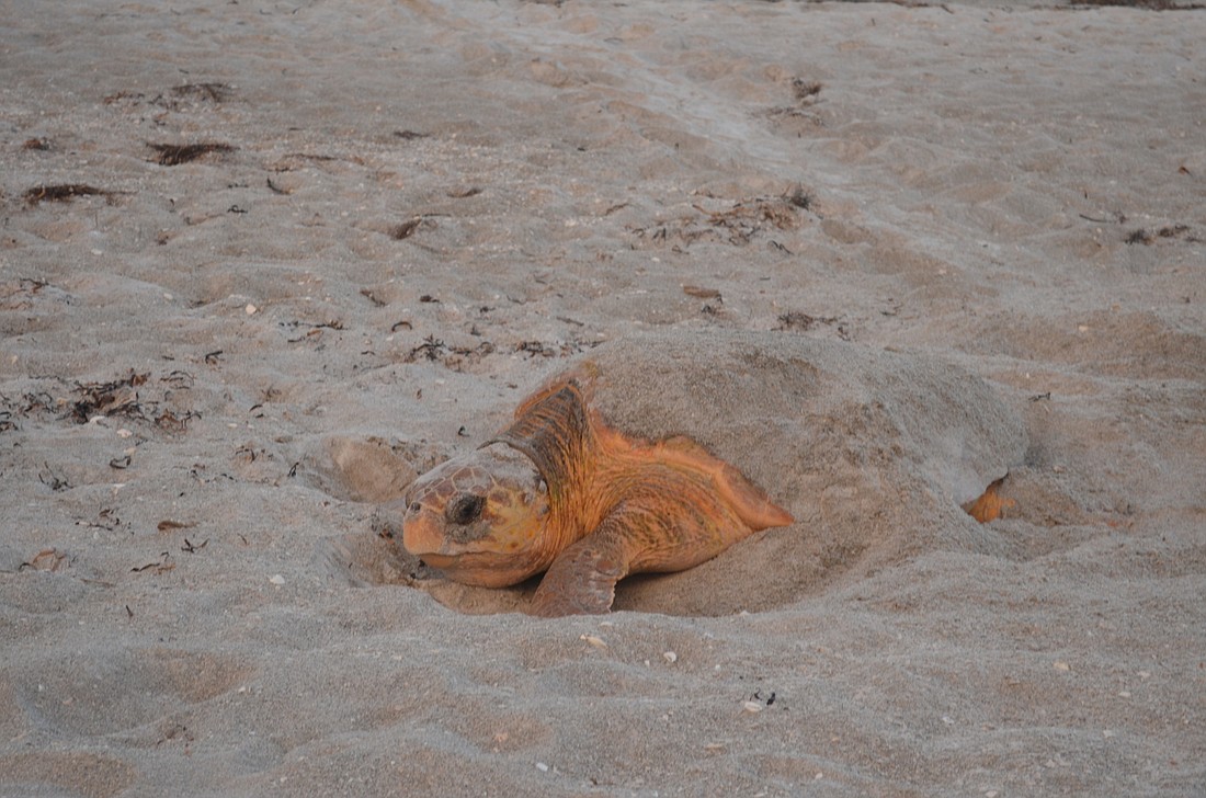 A turtle returns to the same beach she was born on to lay eggs.