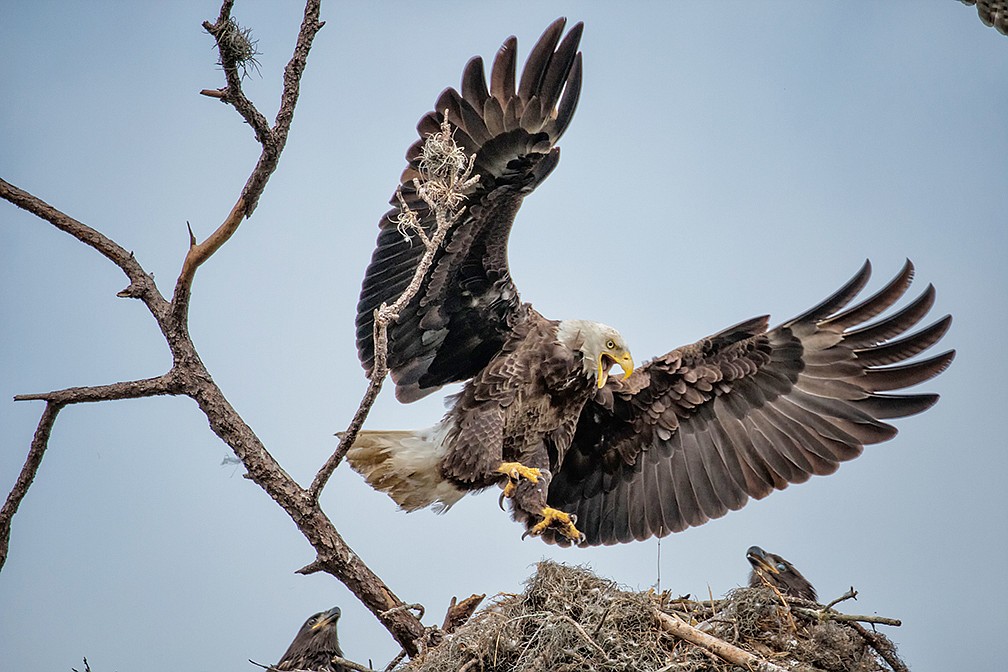 Roxana Walters, of Lakewood Ranch, captured this shot of a bald eagle at its nest near State Road 70.