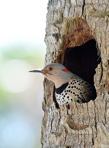 Neil Oldham captured this shot of a northern flicker in a Sarasota palm tree.