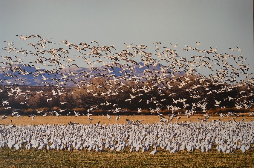 “Bird Blizzard,” of snow geese in New Mexico