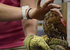 Kara Kimes strokes Squinty the screech owl . Squinty lost an eye in an accident but now he visits schools.
