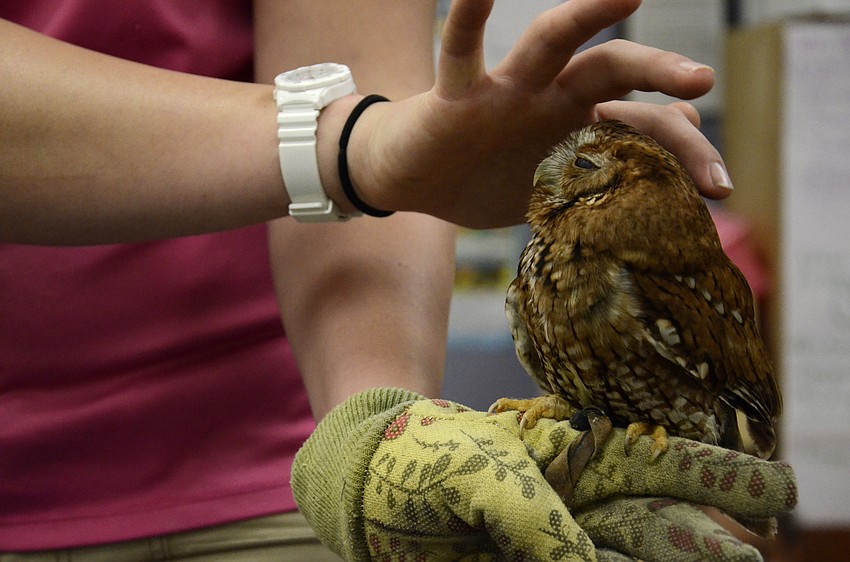 Kara Kimes strokes Squinty the screech owl . Squinty lost an eye in an accident but now he visits schools.