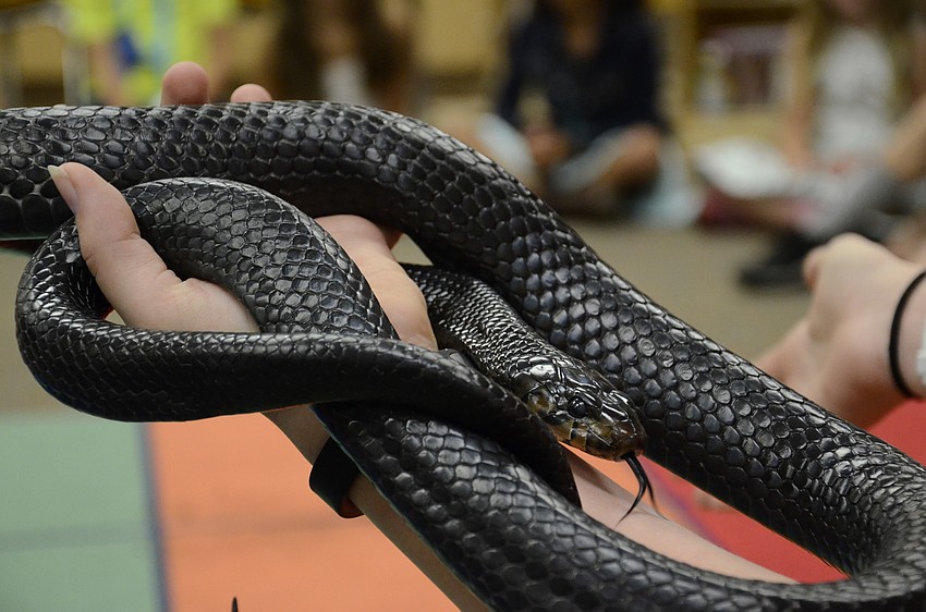 Indy the indigo snake is nonvenemous, and his species is protected with a threatened classification.