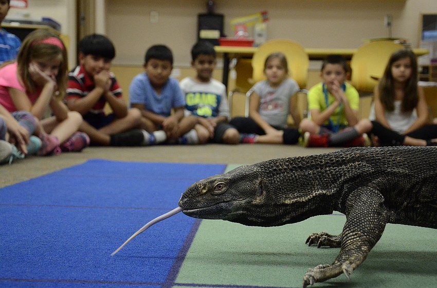 Captain Blackbeard the monitor sauntered around the carpet. Some students were reluctant to pet his scales.