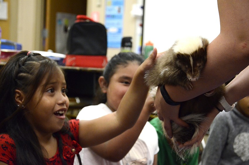 Michelle Hernandez eagerly pets Mocha, whose scent glands were removed when she was a kit.