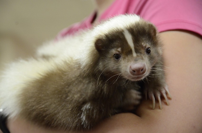 Mocha was born as a pet skunk, and was never wild.