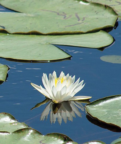 Lynn Flood captured this shot of water lilies blooming in Lakewood Ranch Professional Park.
