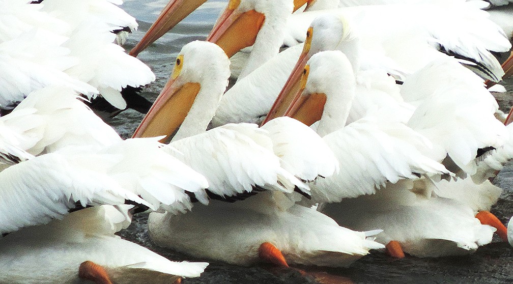 Billie Dawson submitted this photo of white pelicans on Sarasota Bay.