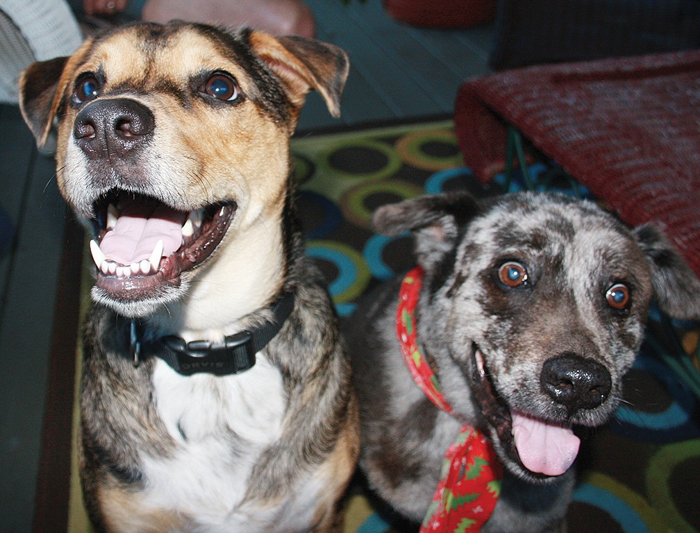 Dogsâ€™ smiling faces can alleviate stress and form healthful connections â€” just ask Stanley and Puppet, two of the authorâ€™s pups. Photo by Kristine Nickel