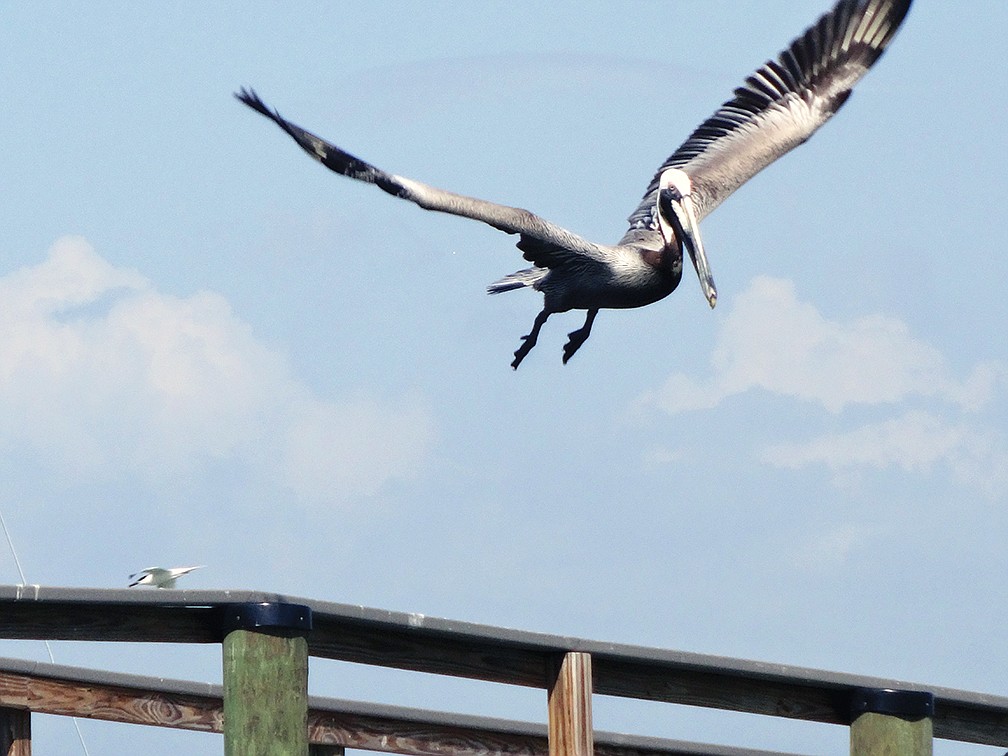 Tina Pinho captured this photo of a pelican diving for food in Sarasota Bay at Mar Vista Dockside Restaurant & Pub.