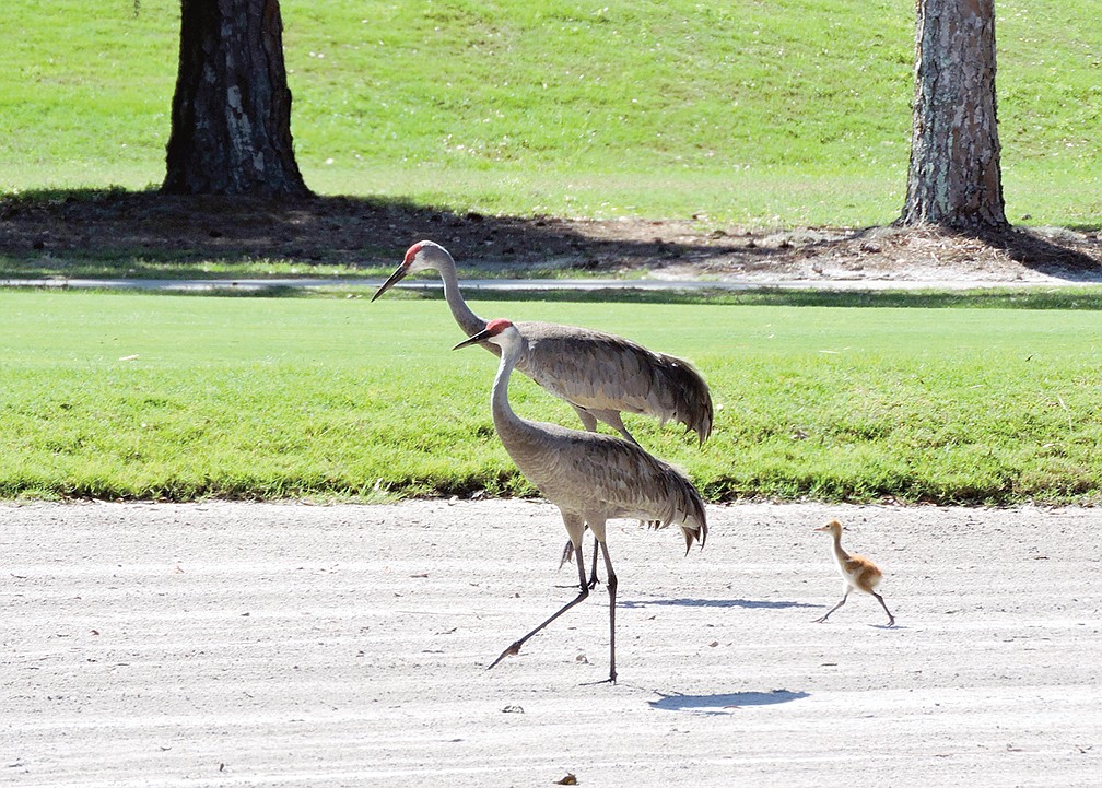 Cecily Schneider captured this shot of a sandhill crane family taking a walk on a golf course in south Sarasota.