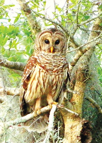 Bruce Silverman submitted this photo of an owl in Lakewood Ranch.