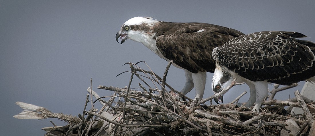 Ricky Perrone captured this photo of two ospreys sitting on their channel marker nest outside of Jim Neville Marine Preserve.