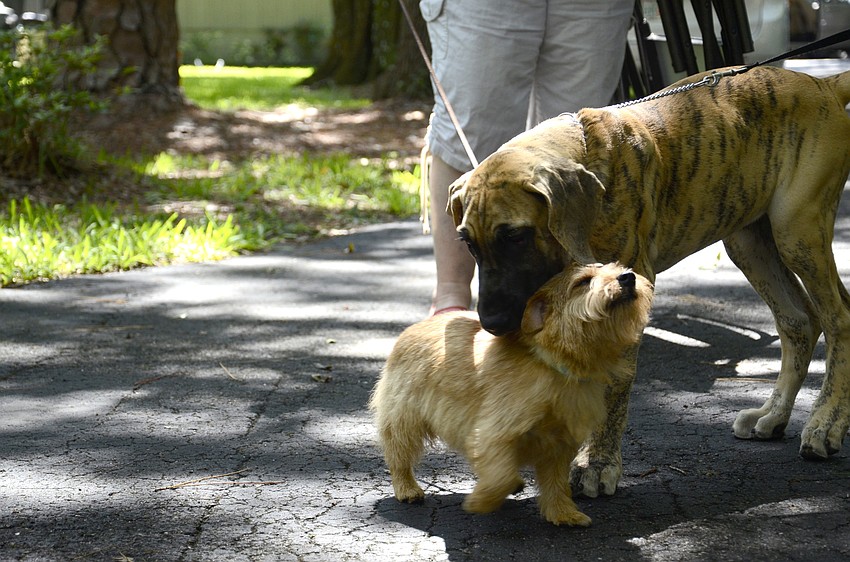 Molly the Norfolk terrier and Phryne the great dane play together.