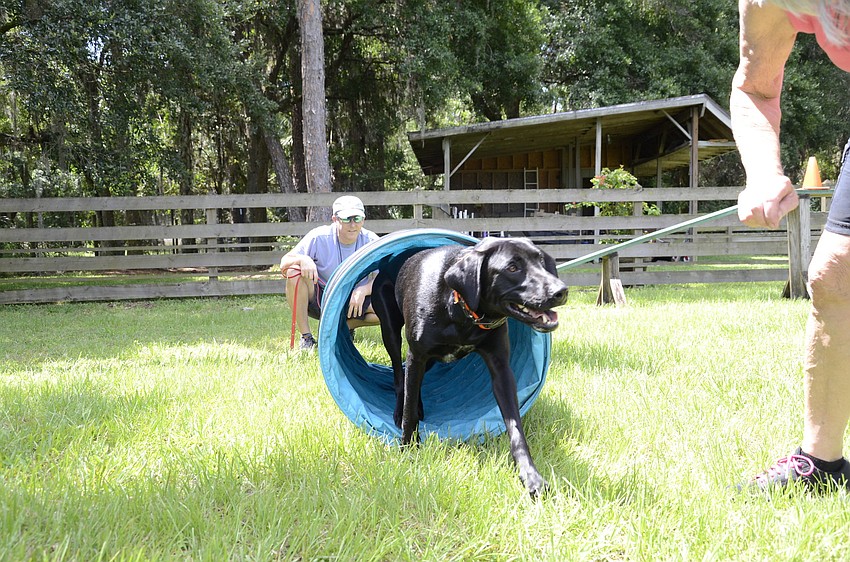 Robert Nixon of Bradenton sends Milligan through a tunnel to trainer Trouchen Oran of Ellenton.