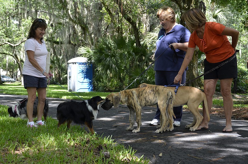 Olga Glenn of Bradenton and her pups Merlin and Taz meet Oakley and Phryne, wither Lori Nelson of Fort Myers and Nikki Riggsbee of Bradenton.