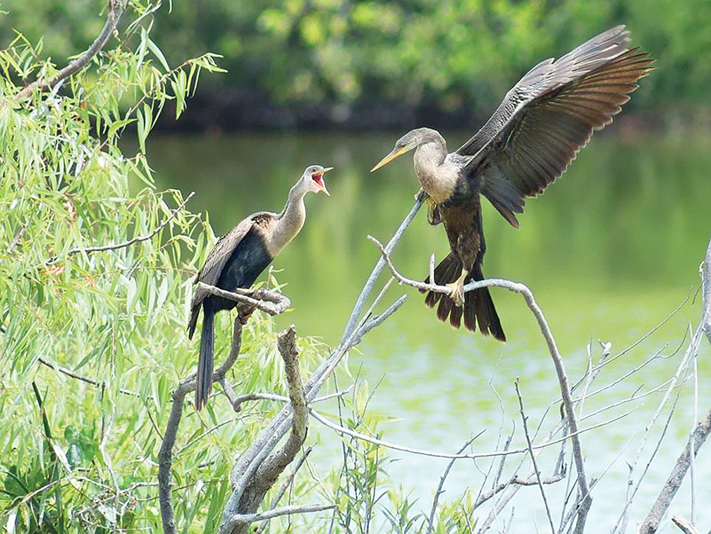 Lynn Flood submitted this photo of a squabble over a tree branch in Lakewood Ranchâ€™s Greenbrook Park.