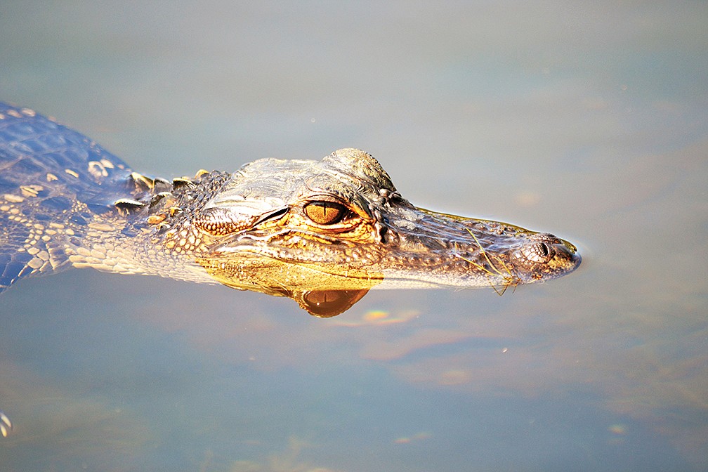 Jennifer Kovatch captured this close-up of a small alligator in the pond behind her home in Greenbrook Trails.