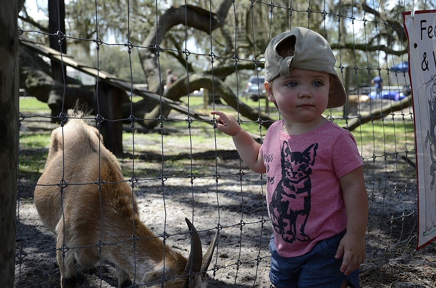 Cassidy Russell of Sarasota feeds the goats.
