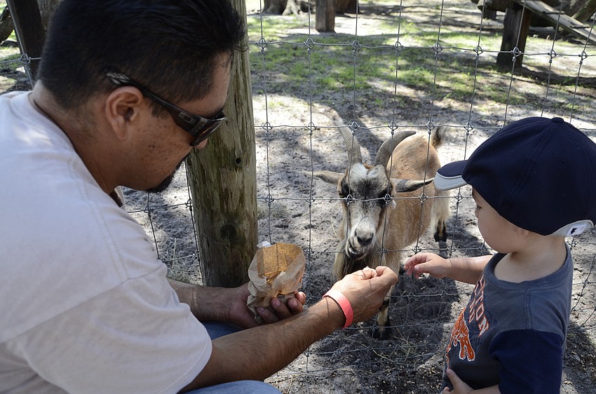 Miguel and Giovanni Zavala of Sarasota feed a goat.