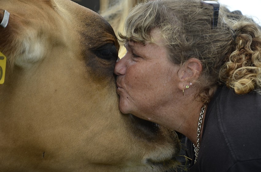 Stella the Jersey cow gets love from her mom, Tammy Boyce, leader of the Sarasota 4-H Livestock Club .