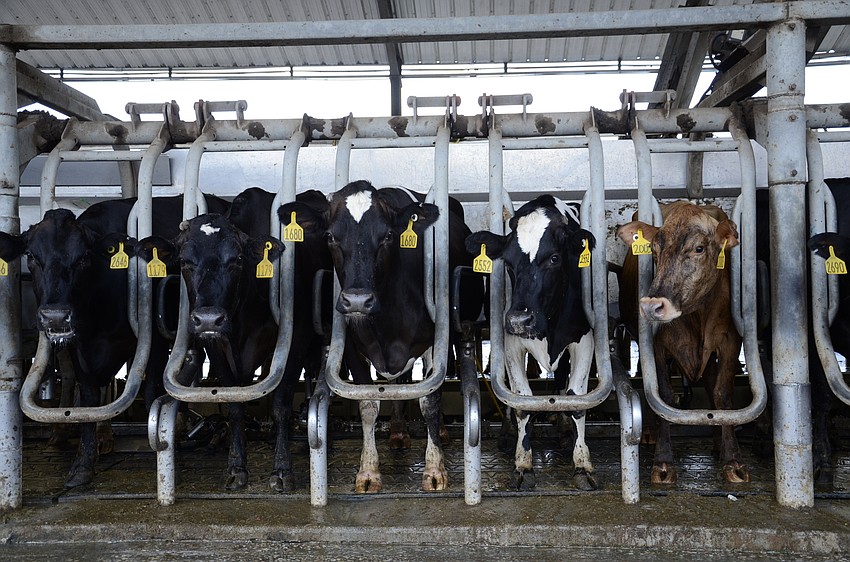 Cows stand patiently while they are mechanically milked.