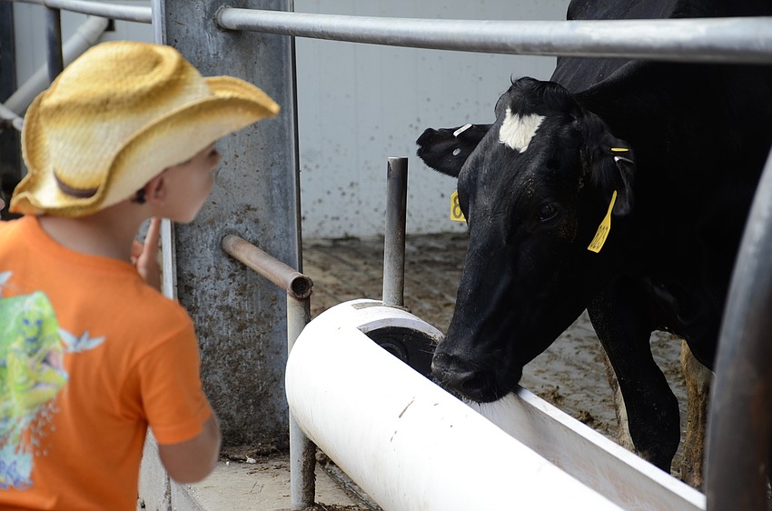 Brandon Aitken of Ellenton says hi to one of the cows getting a drink.