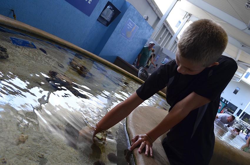 Adam Andrews feels for sea life in the touch pool.