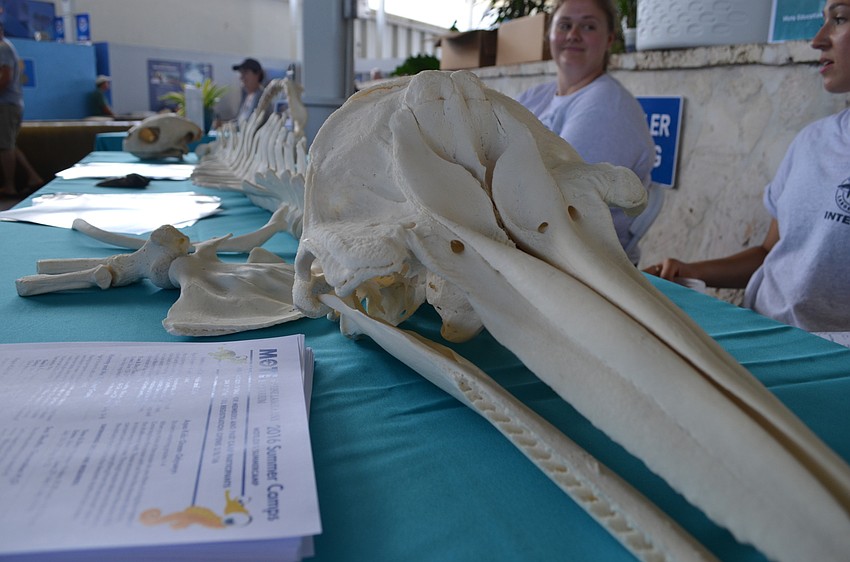 The skeleton of a male bottlenose dolphin was on display.