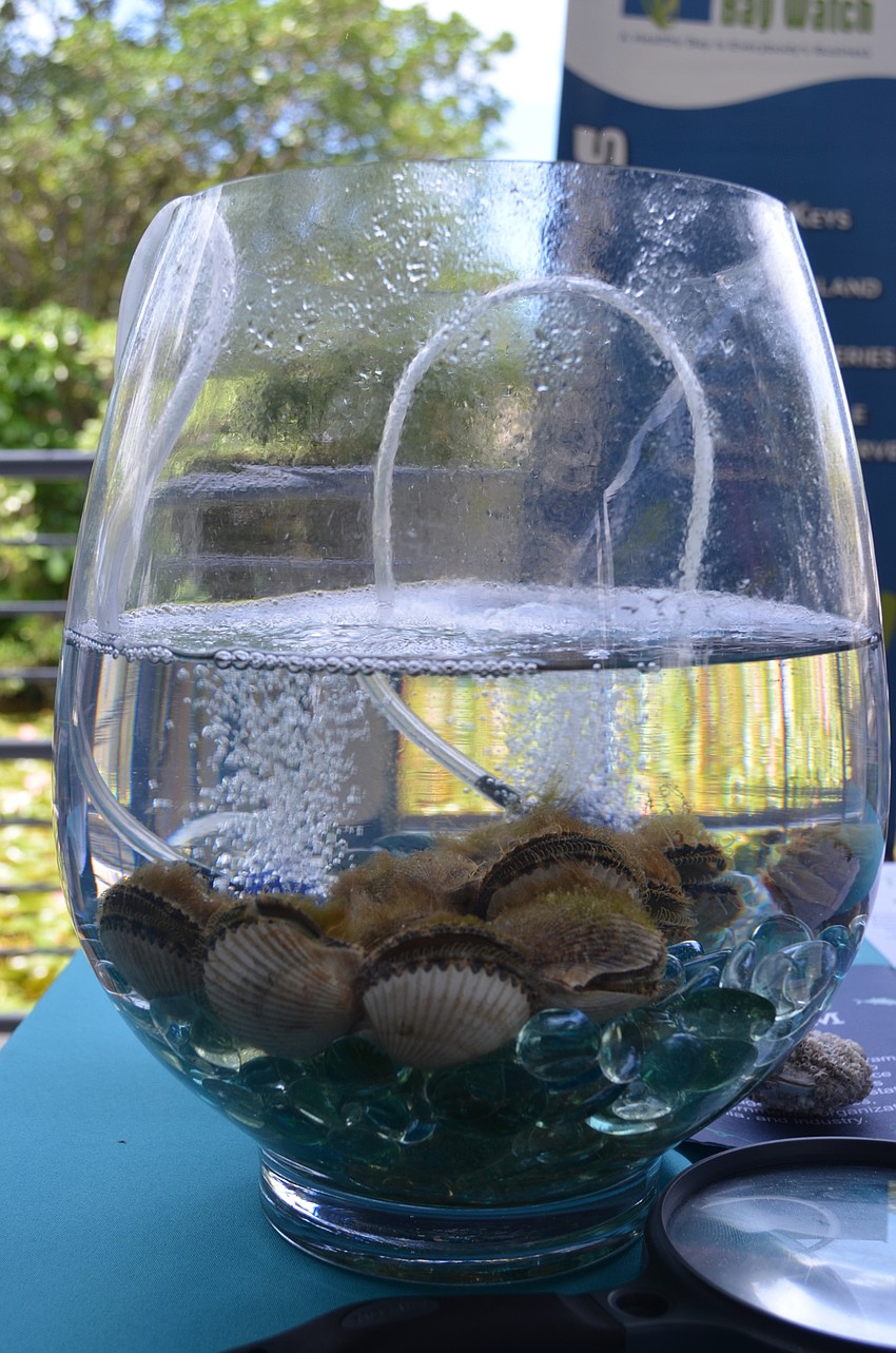 Scallops from Sarasota Bay Watch demonstrate how they clean water.