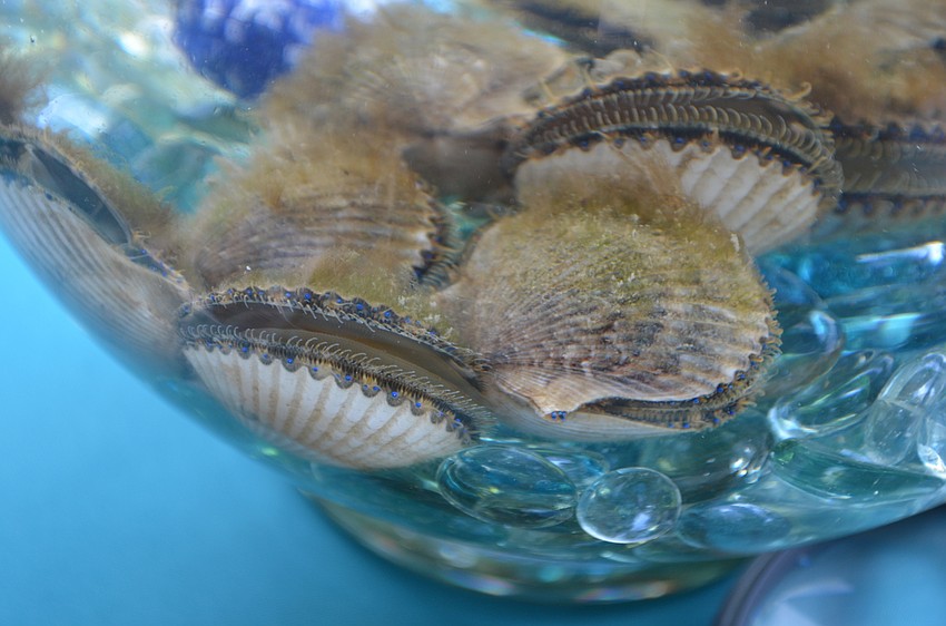 Scallops from Sarasota Bay Watch demonstrate how they clean water.