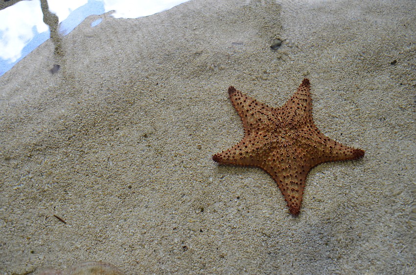 A starfish in the touch pool at Mote Marine Laboratory and Aquarium.