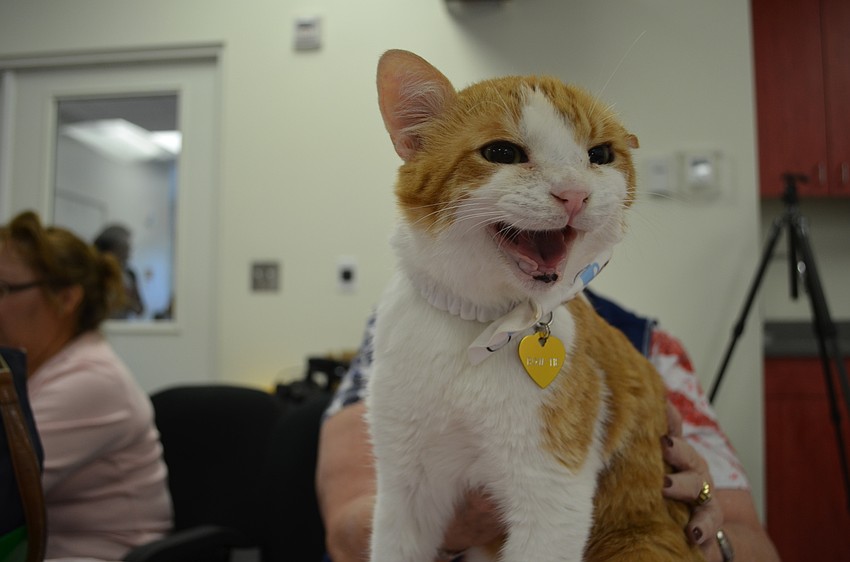 Bow Tie formerly known as Glaze.