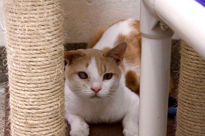 Courtesy Photo. Churro