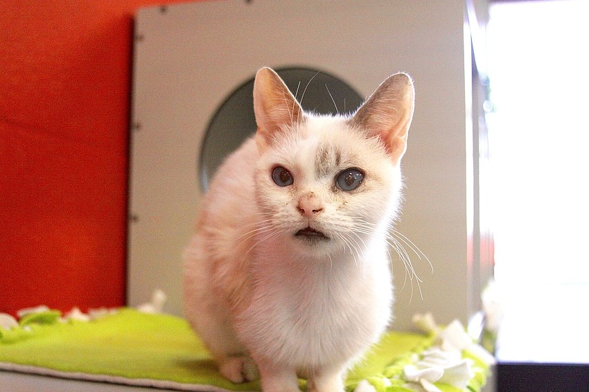 Courtesy Photo. Creme