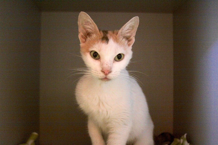 Courtesy Photo. Dutchie