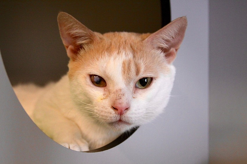 Courtesy photo. Fritter