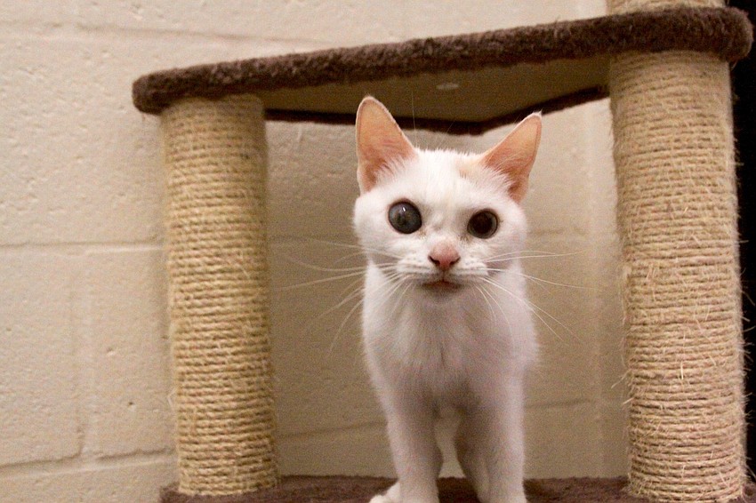 Courtesy photo. Frosting