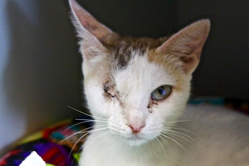 Courtesy photo. Maple