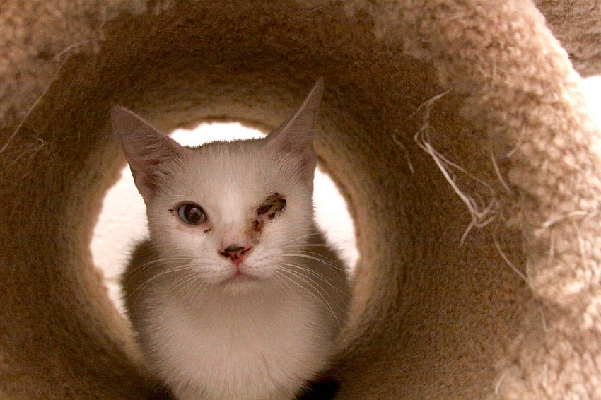 Courtesy photo. Sugar